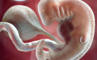 Thai nhi 6 tuần tuổi - Những dấu hiệu mang thai tuần 6, sự phát triển của thai nhi và những thay đổi của cơ thể người mẹ.